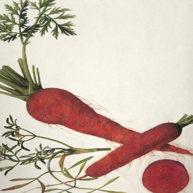 A Tapeworm-Eaten Carrot, Harry Cloud Music